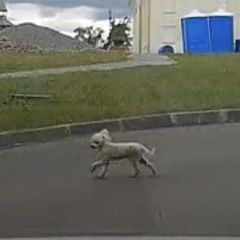 Подробнее об объявлении «Нижний Новгород Пропала собака кобель белый карликовый пудель» Фото: пропала собака Пудель «Нижний Новгород Пропала собака кобель белый...» в г. Нижний Новгород