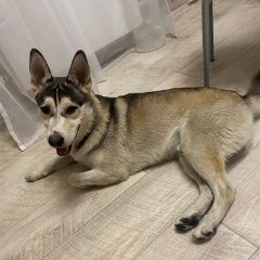 Подробнее об объявлении «Пропала собака кобель Новороссийск» Фото: пропала собака Самоедская лайка «Пропала собака кобель Новороссийск» в г. Новороссийск