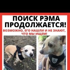 Подробнее об объявлении «Москва Пропала собака кобель разыскивается русский той терьер» Фото: пропала собака  «Москва Пропала собака кобель разыскивается...» в г. Москва