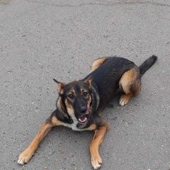 Картинка пропала собака В городе Пермь потерялась собачёнка. Пермь