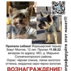 Картинка пропала собака В городе Солнечногорск потерялся песик. Солнечногорск