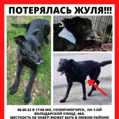 Подробнее об объявлении «Пропала собака Зеленоград» Фото: пропала собака  «Пропала собака Зеленоград» в г. Зеленоград