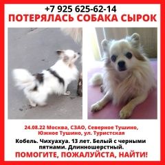 Подробнее об объявлении «Москва Пропала собака кобель чихуахуа мальчик длинношерстный» Фото: пропала собака Чихуахуа «Москва Пропала собака кобель чихуахуа мальчик...» в г. Москва