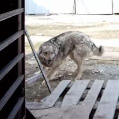 Подробнее об объявлении «Пропала собака. Асбест» Фото: пропала собака  «Пропала собака. Асбест» в г. Асбест