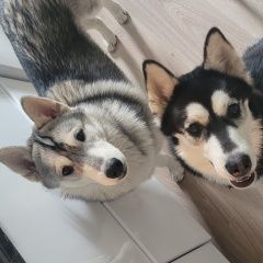 Подробнее об объявлении «Пропала собака Санкт-Петербург» Фото: пропала собака Сибирская хаски «Пропала собака Санкт-Петербург» в г. Санкт-Петербург