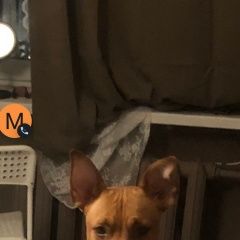 Подробнее об объявлении «Пропала собака кобель помогите найти Адыгейск» Фото: пропала собака  «Пропала собака кобель помогите найти Адыгейск» в г. Адыгейск