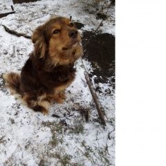 Подробнее об объявлении «Омск Пропала собака.» Фото: пропала собака  «Омск Пропала собака.» в г. Омск