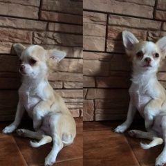 Подробнее об объявлении «Липецк Пропала собака щенок, девочка, чихуахуа» Фото: пропала собака Чихуахуа «Липецк Пропала собака щенок, девочка, чихуахуа» в г. Липецк