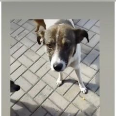 Картинка пропала собака В городе Шахты пропал собакен. Шахты