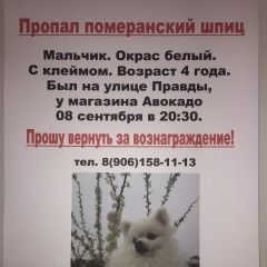 Подробнее об объявлении «Пенза Пропала собака кобель шпиц» Фото: пропала собака  «Пенза Пропала собака кобель шпиц» в г. Пенза