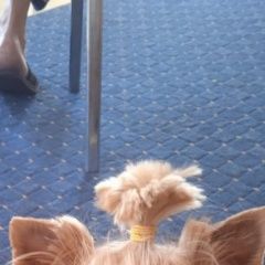 Подробнее об объявлении «Обь Пропала собака йоркшир, девочка, 12 лет» Фото: пропала собака Йоркширский терьер «Обь Пропала собака йоркшир, девочка, 12 лет» в г. Обь