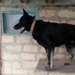 Картинка пропала собака В городе Иноземцево потерян песель. Иноземцево