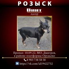 Подробнее об объявлении «Пропала собака кобель орудьево Дмитров» Фото: пропала собака Карликовый пинчер «Пропала собака кобель орудьево Дмитров» в г. Дмитров