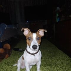 Подробнее об объявлении «Пропала собака кобель Химки» Фото: пропала собака Джек рассел терьер «Пропала собака кобель Химки» в г. Химки