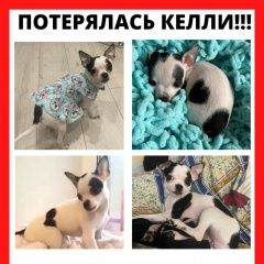 Подробнее об объявлении «Москва Пропала собака» Фото: пропала собака  «Москва Пропала собака» в г. Москва