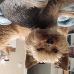 Подробнее об объявлении «Пропала собака кобель йорк Санкт-Петербург» Фото: пропала собака Йоркширский терьер «Пропала собака кобель йорк Санкт-Петербург» в г. Санкт-Петербург