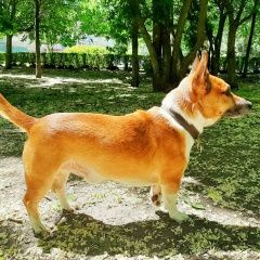 Подробнее об объявлении «Пропала собака кобель джек рассел терьер Ставрополь» Фото: пропала собака Джек рассел терьер «Пропала собака кобель джек рассел терьер...» в г. Ставрополь