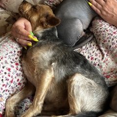 Подробнее об объявлении «Пропала собака кобель г, село гайдук Новороссийск» Фото: пропала собака Йоркширский терьер «Пропала собака кобель г, село гайдук Новороссийск» в г. Новороссийск