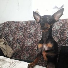 Подробнее об объявлении «Анапа Пропала собака» Фото: пропала собака Той-терьер «Анапа Пропала собака» в г. Анапа