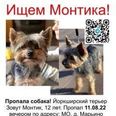 Картинка пропала собака В городе Солнечногорск исчез песик. Солнечногорск