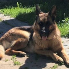Подробнее об объявлении «Пропала собака Одинцово» Фото: пропала собака Немецкая овчарка «Пропала собака Одинцово» в г. Одинцово