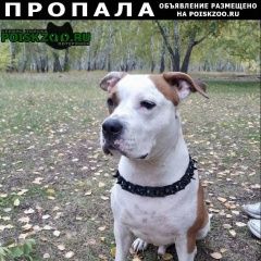 Подробнее об объявлении «Омск Пропала собака кобель» Фото: пропала собака Стаффордширский бультерьер «Омск Пропала собака кобель» в г. Омск