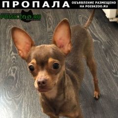 Подробнее об объявлении «Красноярск Пропала собака кобель» Фото: пропала собака Той-терьер «Красноярск Пропала собака кобель» в г. Красноярск