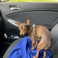 Подробнее об объявлении «Пропала собака кобель Санкт-Петербург» Фото: пропала собака Русский той-терьер «Пропала собака кобель Санкт-Петербург» в г. Санкт-Петербург