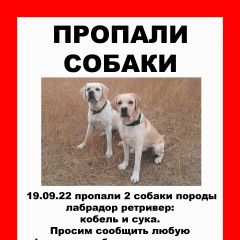 Подробнее об объявлении «Енотаевка Пропала собака кобель и 2 палевых лабрадора» Фото: пропала собака Лабрадор ретривер «Енотаевка Пропала собака кобель и 2 палевых...» в г. Енотаевка