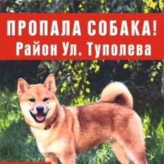 Подробнее об объявлении «Пропала собака кобель Ростов-на-Дону» Фото: пропала собака  «Пропала собака кобель Ростов-на-Дону» в г. Ростов-на-Дону