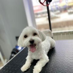 Подробнее об объявлении «Омск Пропала собака» Фото: пропала собака Мальтийская болонка «Омск Пропала собака» в г. Омск