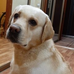 ����: ������� ������  �������� ������ ������ �� ����� ���������� � �. ����������