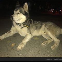 Подробнее об объявлении «Анапа Пропала собака кобель хаски» Фото: пропала собака  «Анапа Пропала собака кобель хаски» в г. Анапа