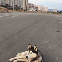 Подробнее об объявлении «Анапа Пропала собака кобель хаски2» Фото: пропала собака Сибирская хаски «Анапа Пропала собака кобель хаски2» в г. Анапа