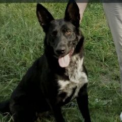 Подробнее об объявлении «Пермь Пропала собака» Фото: пропала собака  «Пермь Пропала собака» в г. Пермь