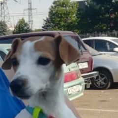 Подробнее об объявлении «Краснодар Пропала собака член семьи» Фото: пропала собака Джек рассел терьер «Краснодар Пропала собака член семьи» в г. Краснодар