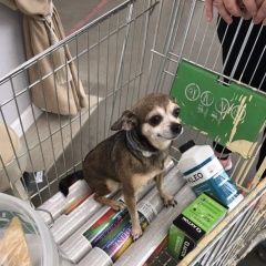 Подробнее об объявлении «Пропала собака кобель вознаграждение гарантируем Одинцово» Фото: пропала собака Той-терьер «Пропала собака кобель вознаграждение...» в г. Одинцово