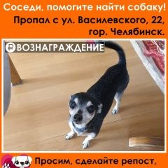 Подробнее об объявлении «Челябинск Пропала собака кобель» Фото: пропала собака Той-терьер «Челябинск Пропала собака кобель» в г. Челябинск