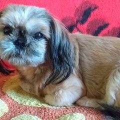 Подробнее об объявлении «Анапа Пропала собака собачка утром сегодня.12мкр 21 д» Фото: пропала собака Ши-тцу «Анапа Пропала собака собачка утром...» в г. Анапа