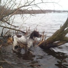 Подробнее об объявлении «Кирово-Чепецк Пропала собака кобель бим 2года» Фото: пропала собака  «Кирово-Чепецк Пропала собака кобель бим 2года» в г. Кирово-Чепецк