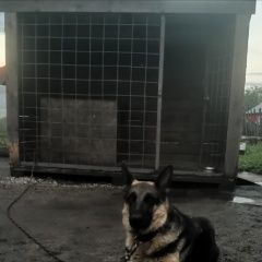 Подробнее об объявлении «Пропала собака немецкая овчарка Белово» Фото: пропала собака Немецкая овчарка «Пропала собака немецкая овчарка Белово» в г. Белово