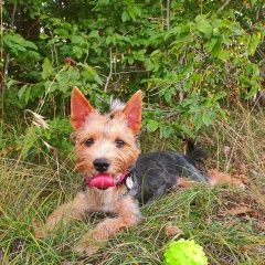 Подробнее об объявлении «Пропала собака пёс, по кличке вегас Новороссийск» Фото: пропала собака  «Пропала собака пёс, по кличке вегас Новороссийск» в г. Новороссийск
