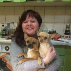 Подробнее об объявлении «Алушта Пропала собака» Фото: пропала собака  «Алушта Пропала собака» в г. Алушта