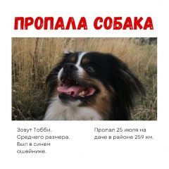 Подробнее об объявлении «Пропала собака кобель помогите вернуть друга Саратов» Фото: пропала собака Японский хин «Пропала собака кобель помогите вернуть друга...» в г. Саратов