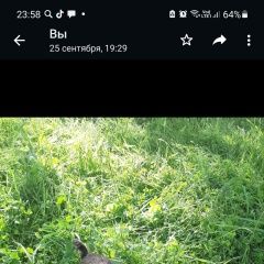 Подробнее об объявлении «Пропала собака кобель Санкт-Петербург» Фото: пропала собака Йоркширский терьер «Пропала собака кобель Санкт-Петербург» в г. Санкт-Петербург