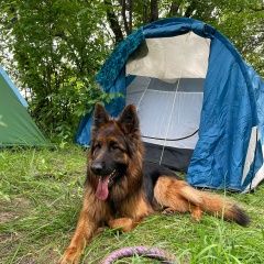 Подробнее об объявлении «Пропала собака кобель Хабаровск» Фото: пропала собака Немецкая овчарка «Пропала собака кобель Хабаровск» в г. Хабаровск
