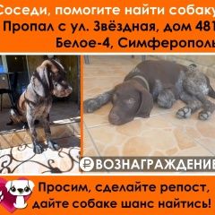 Подробнее об объявлении «Пропала собака кобель Симферополь» Фото: пропала собака Курцхаар «Пропала собака кобель Симферополь» в г. Симферополь
