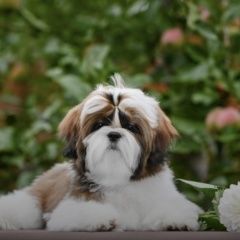 Подробнее об объявлении «Пропала собака кобель Санкт-Петербург» Фото: пропала собака Ши-тцу «Пропала собака кобель Санкт-Петербург» в г. Санкт-Петербург