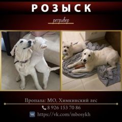 Подробнее об объявлении «Пропала собака ретривер золотистый Химки» Фото: пропала собака Голден ретривер «Пропала собака ретривер золотистый Химки» в г. Химки