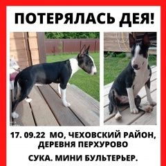 Подробнее об объявлении «Пропала собака бультерьер черный с белым Чехов» Фото: пропала собака Бультерьер «Пропала собака бультерьер черный с белым Чехов» в г. Чехов